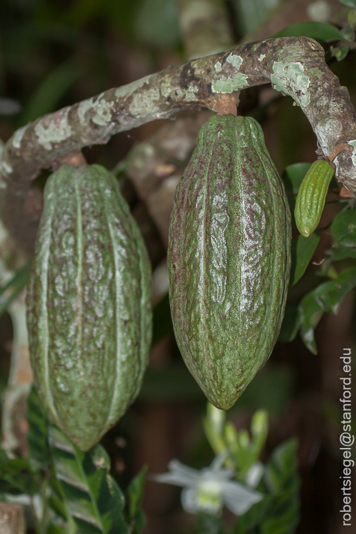 cacao